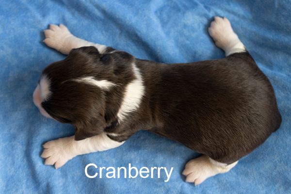 cran1