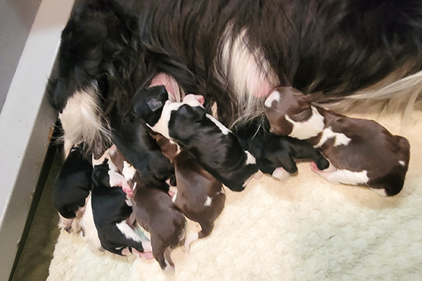 all the puppies